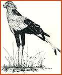 Secretary Bird